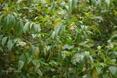 Tournefortia reticosa